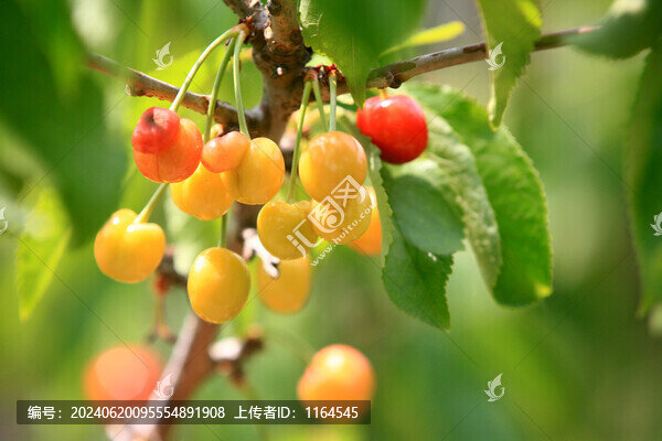 櫻桃