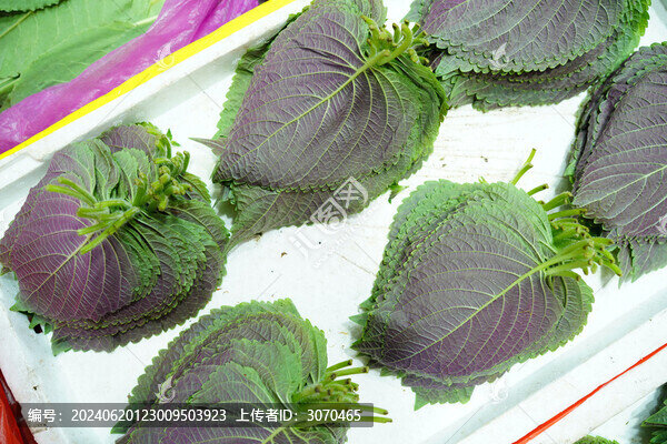 蘇子葉