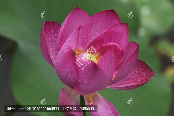 雨荷