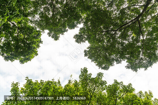 天空綠葉