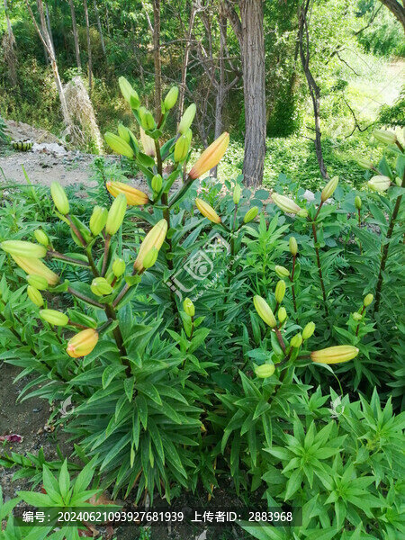 未開放的百合花