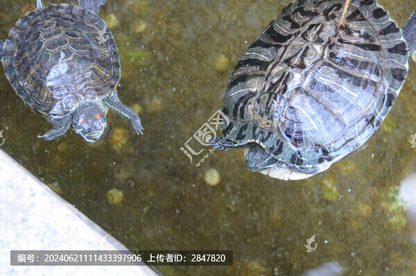 巴西龜