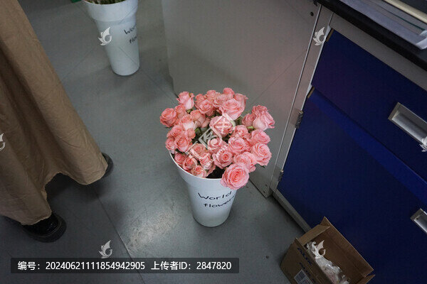 戴安娜玫瑰月季