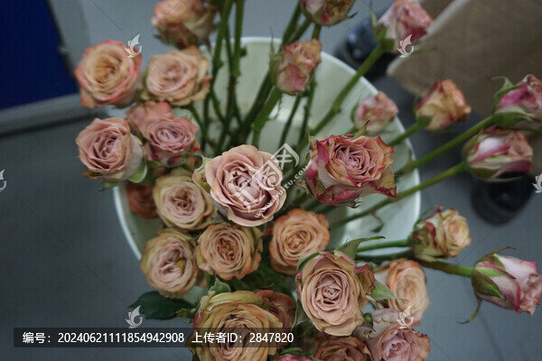 卡布奇諾玫瑰月季
