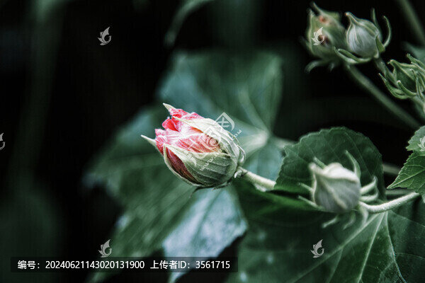 木芙蓉花苞