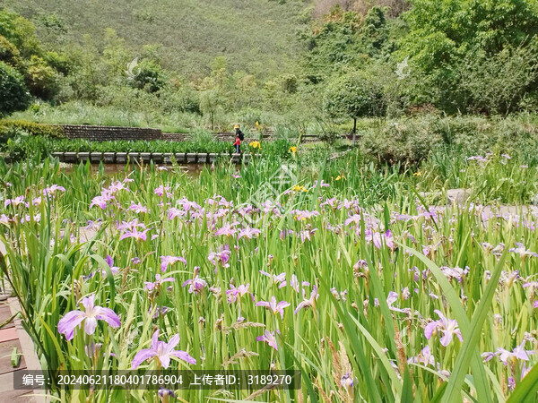 玉蟬花