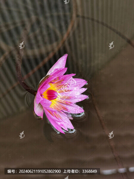 紅睡蓮