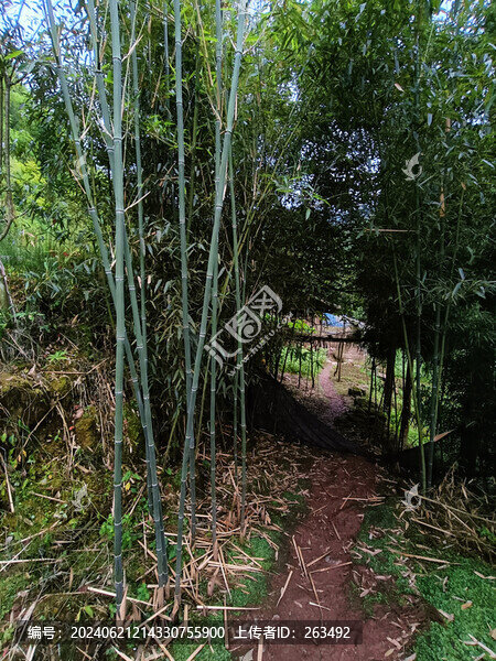 竹林幽徑