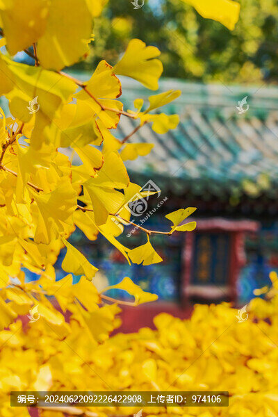 北京天壇公園古建筑和綠色植物