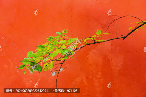 北京天壇公園古建筑和綠色植物
