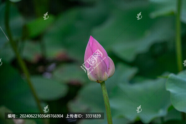 池塘荷葉荷花