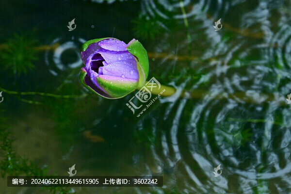 睡蓮