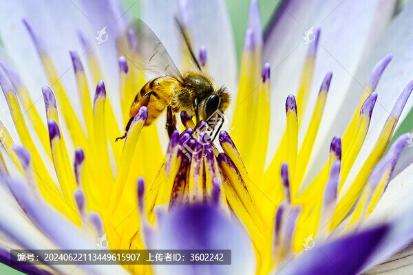 睡蓮與蜜蜂