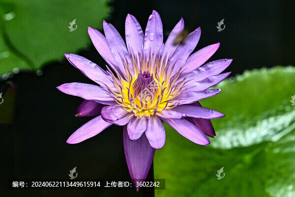 睡蓮