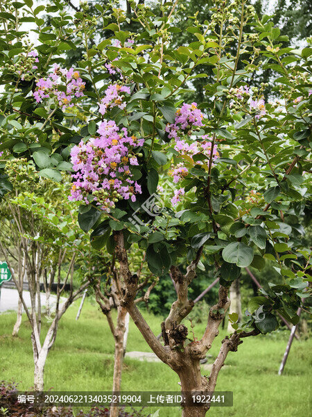 紫荊花