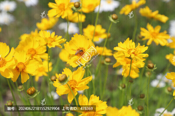 野外黃花