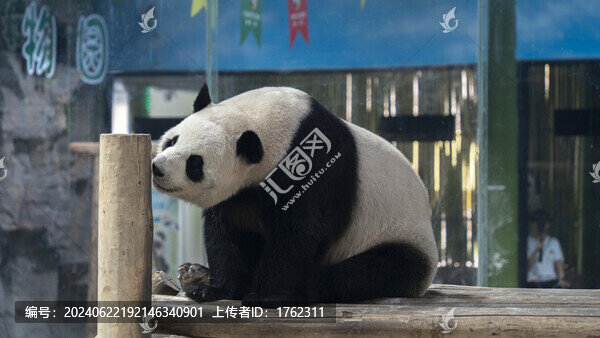 大熊貓