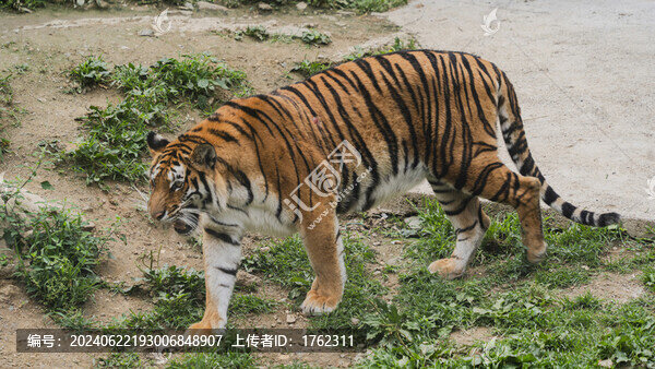 老虎