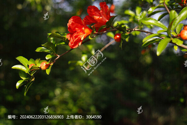 石榴