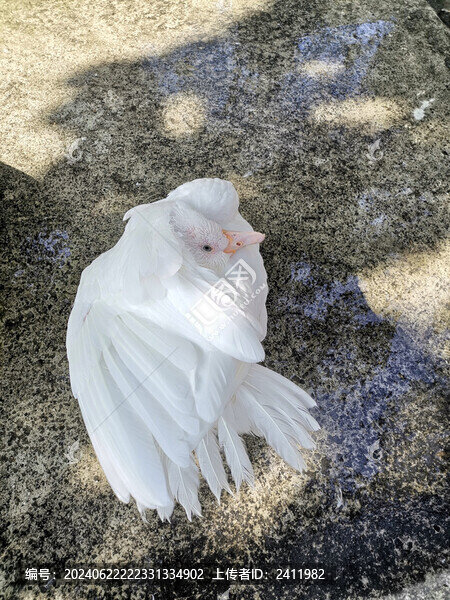 番鴨