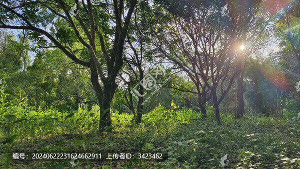 粵西農(nóng)村里缺乏管理的林地