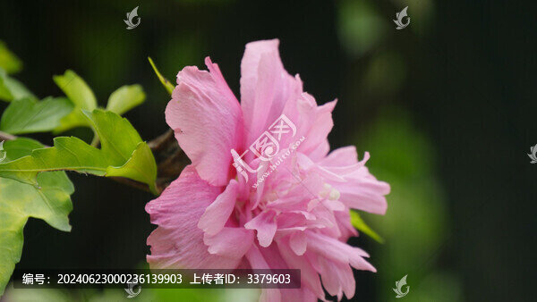木槿花