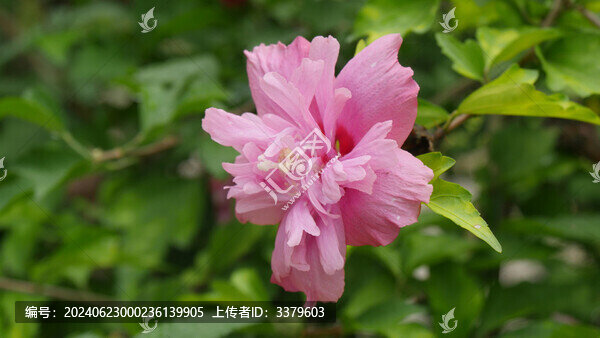 木槿花