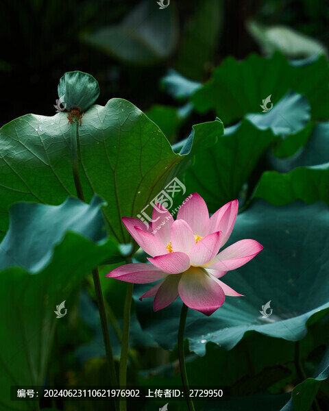 荷花