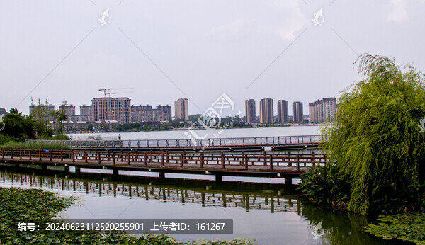 夏至婁湖風光美