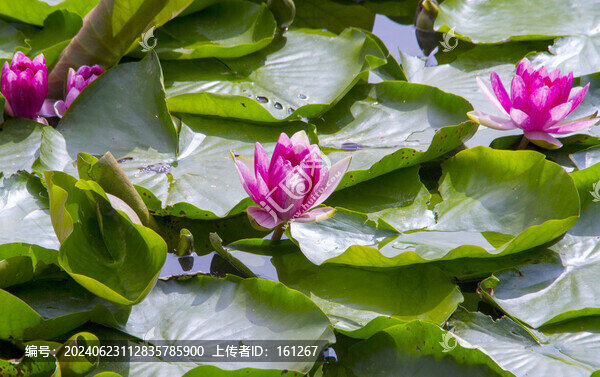 睡蓮花開水鳥歡