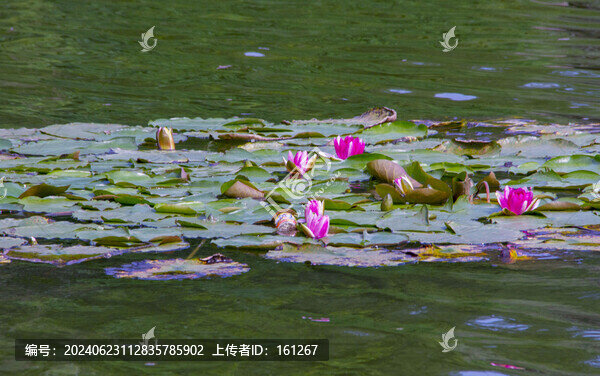 睡蓮花開水鳥歡