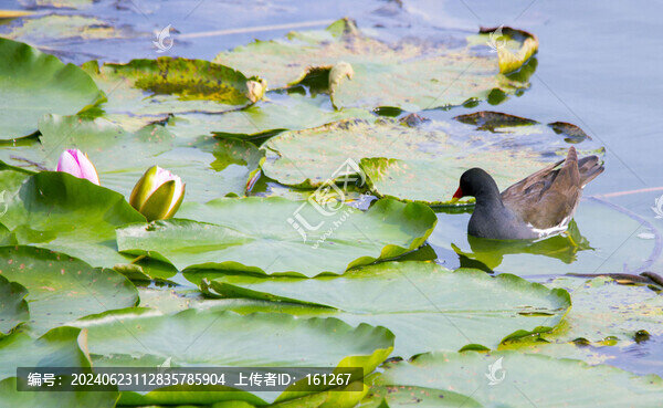 睡蓮花開(kāi)水鳥(niǎo)歡