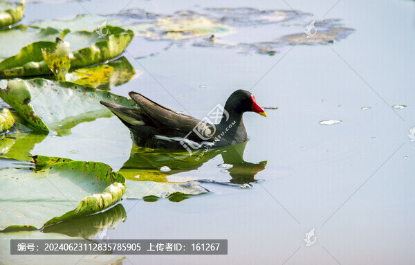睡蓮花開水鳥歡