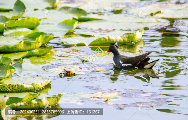 睡蓮花開水鳥歡