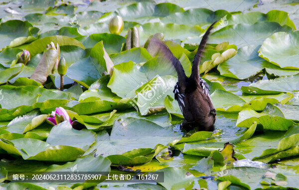 睡蓮花開水鳥歡
