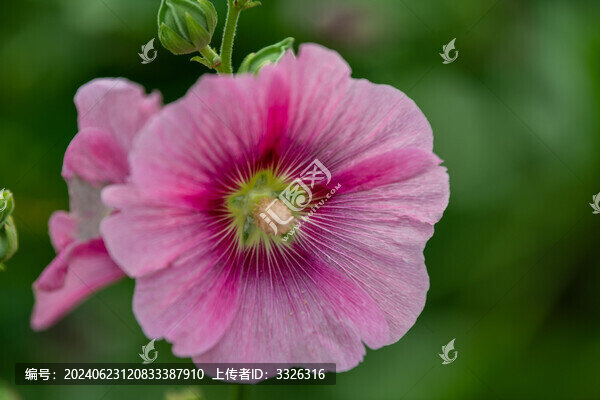 蜀葵花