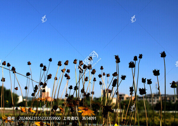 劍葉金雞菊殘枝