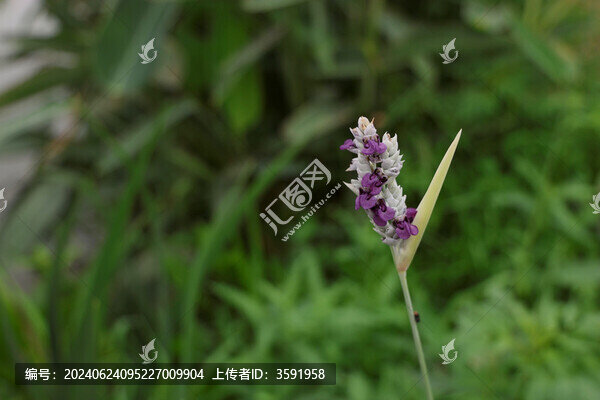 再力花