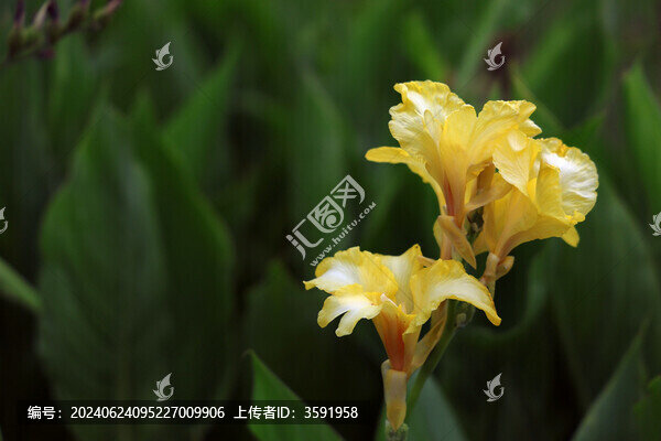 美人蕉