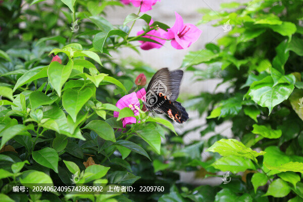 花間蝴蝶