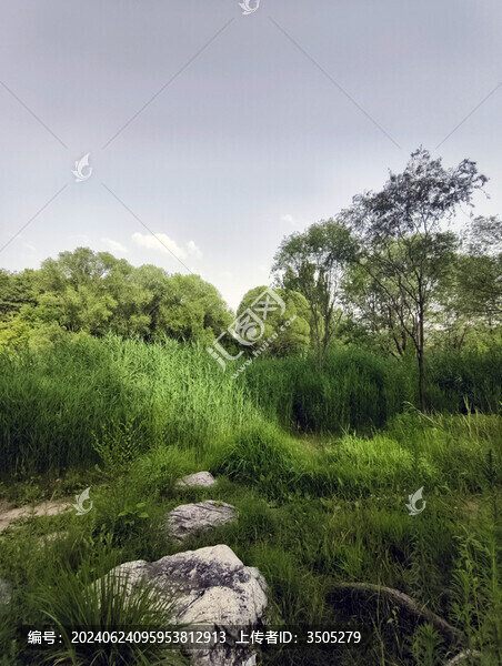 夏天的蘆葦塘