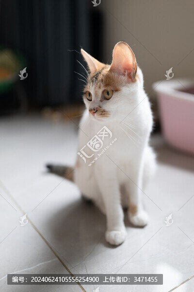 田園三花貓