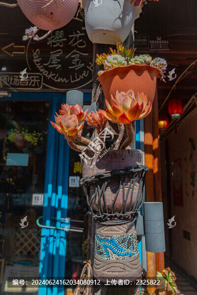 多肉植物