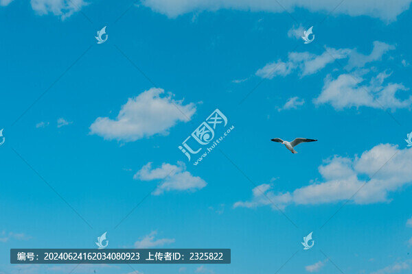 洱海海鷗