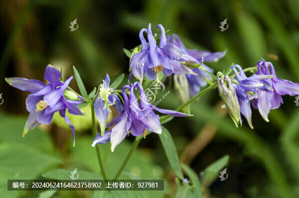 華北耬斗菜花盛開了