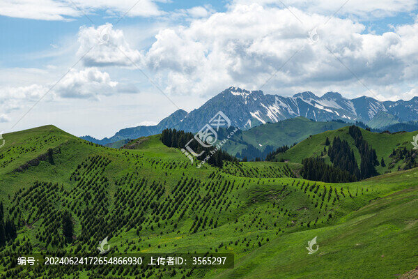 新疆自然風(fēng)光草原森林雪山
