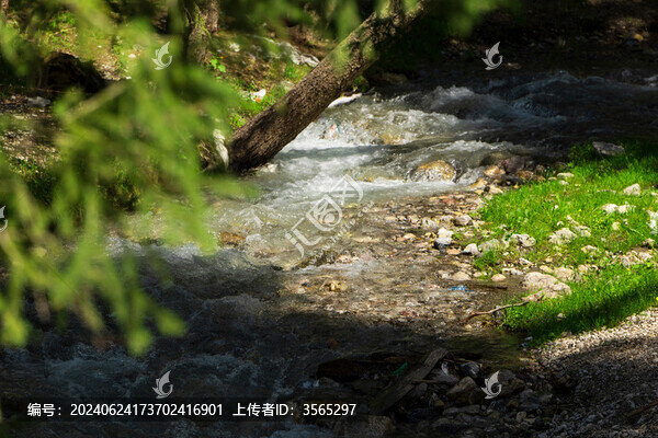 森林植被溪流