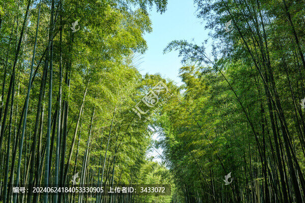 藍天白云下的綠色竹林
