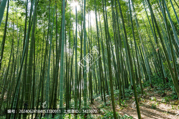 陽(yáng)光穿過(guò)竹林