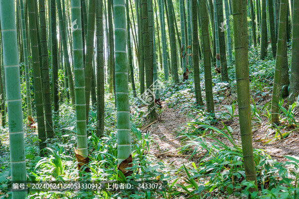 陽光穿過竹林